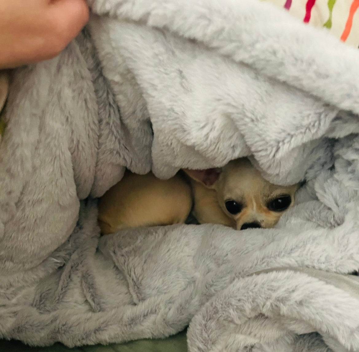 dog sleep sack