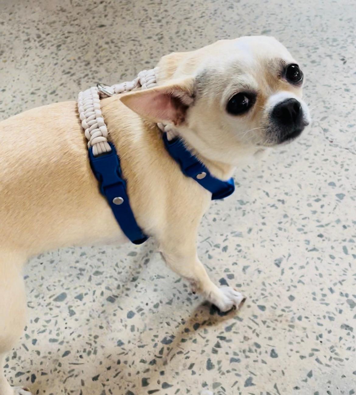 All Rounder Harness