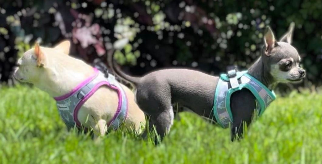 Designer small dog harness set