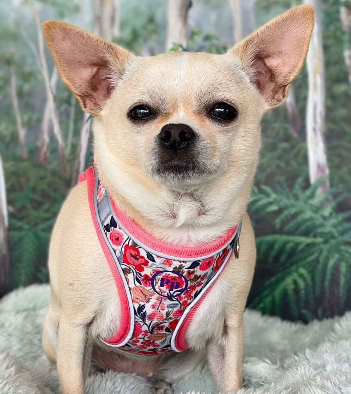 Step-In Dog Harness