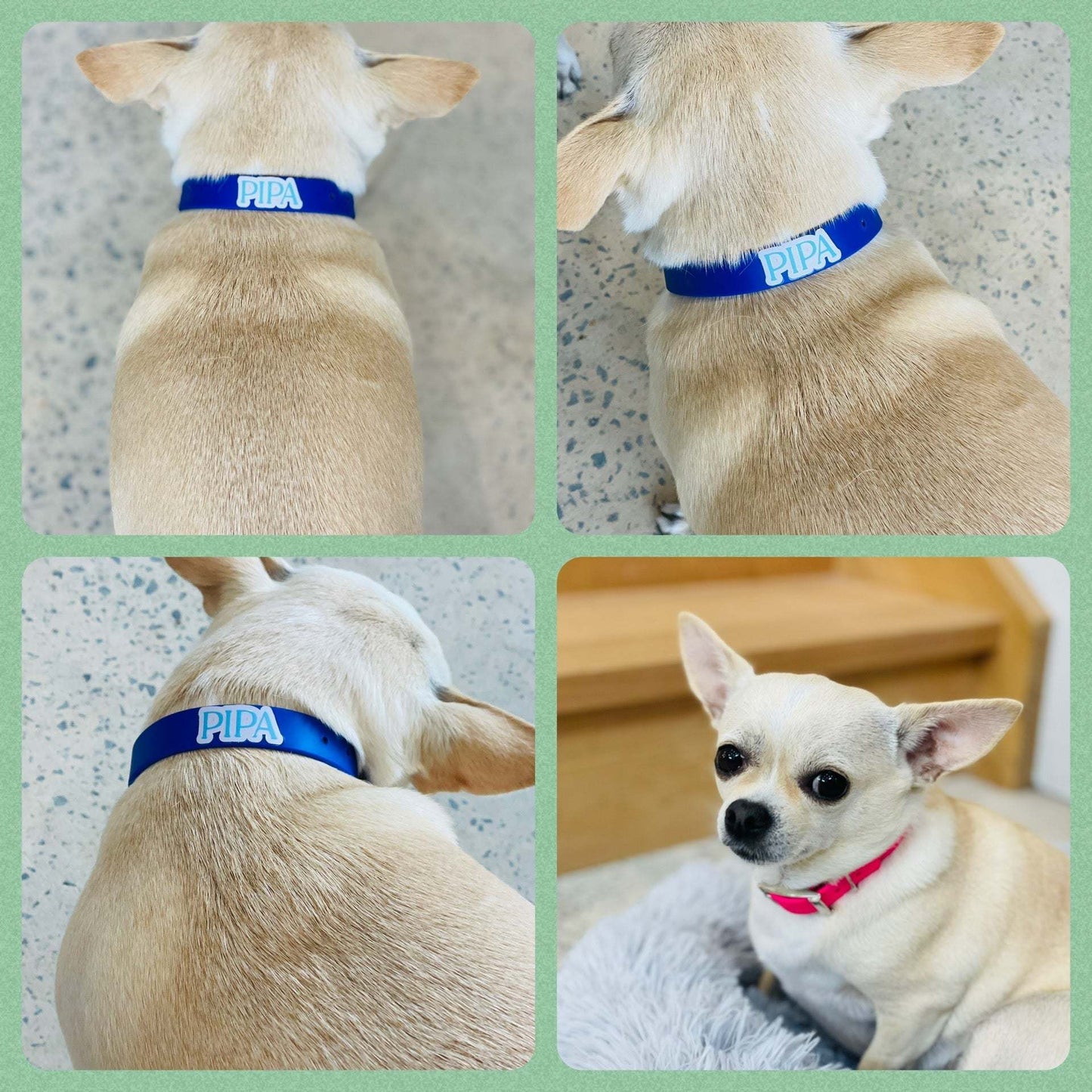 All Rounder Harness