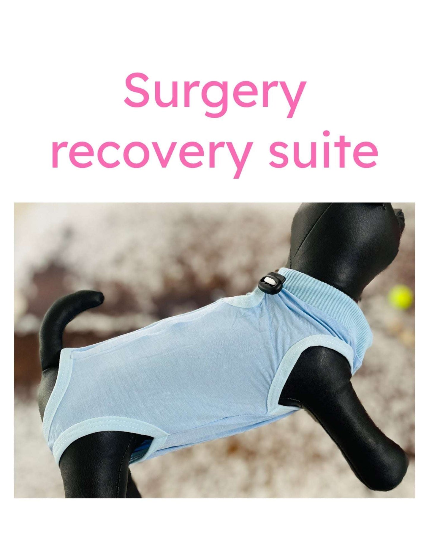 Small dog wearing a light blue surgery recovery suit for post-operative care and wound protection