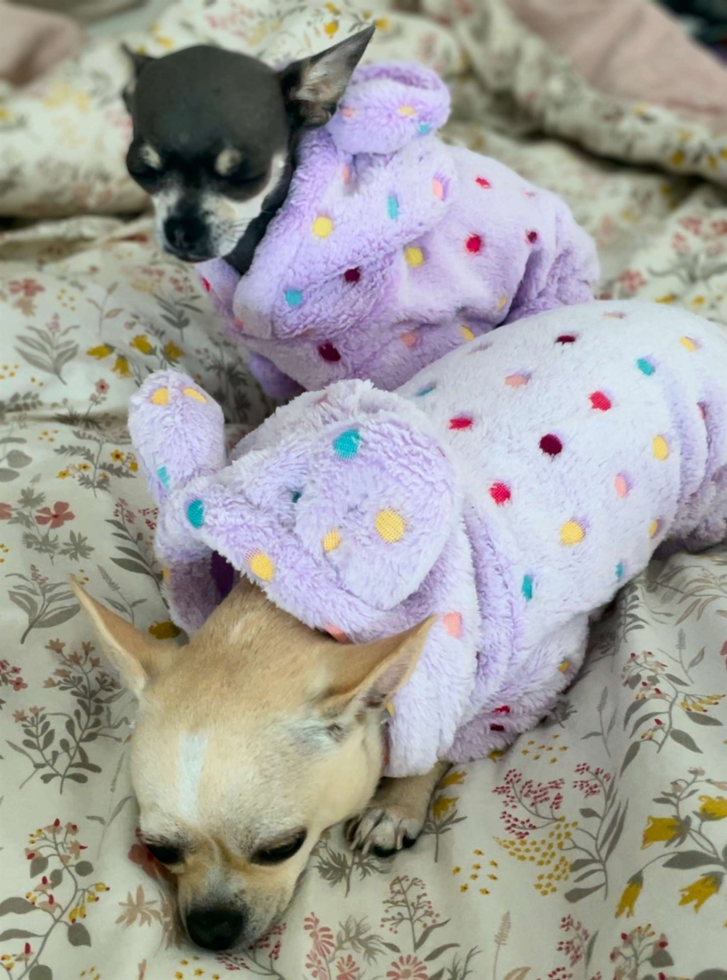 Fluffy Chihuahua Onesie XXXS
