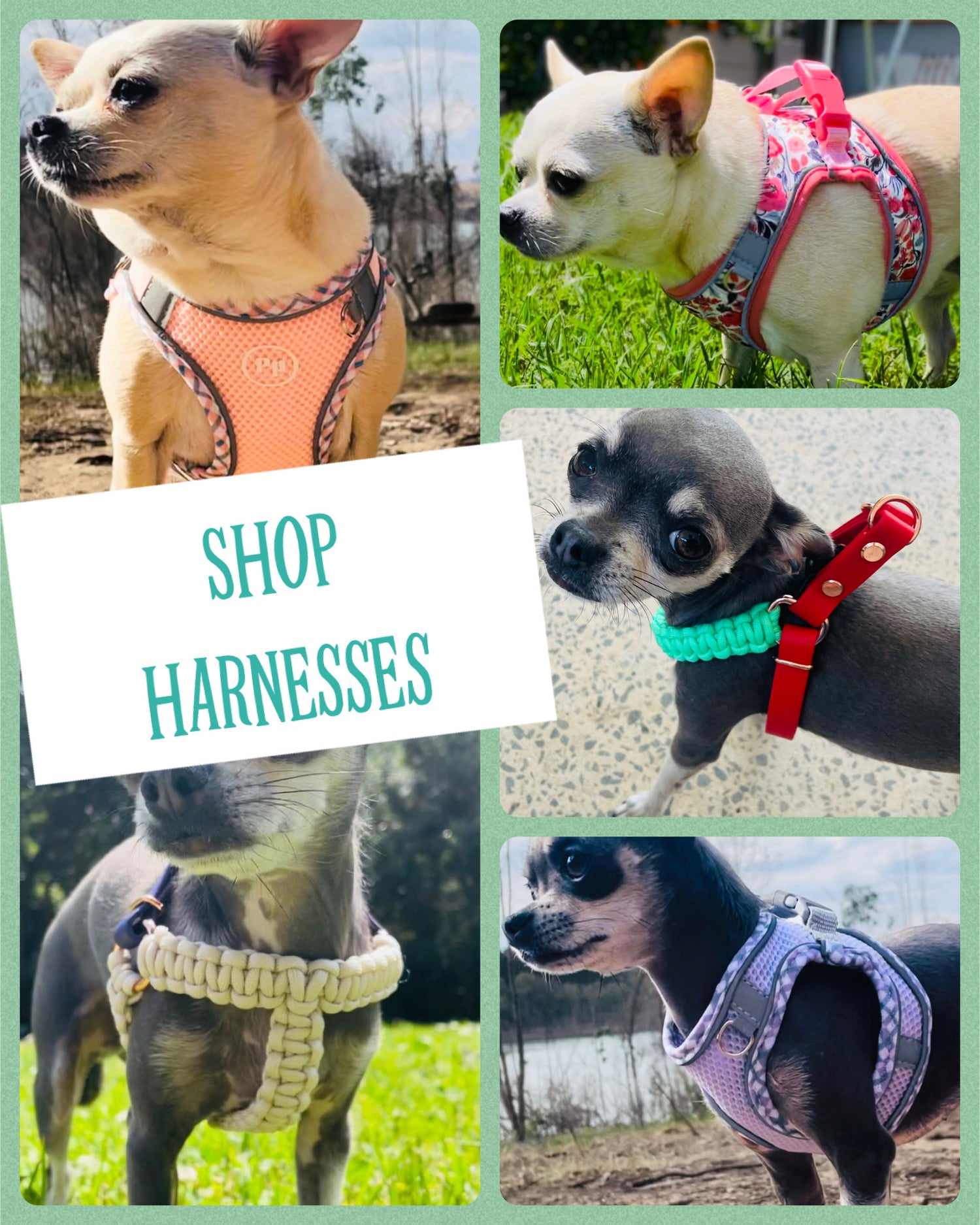 Chihuahua Harnesses