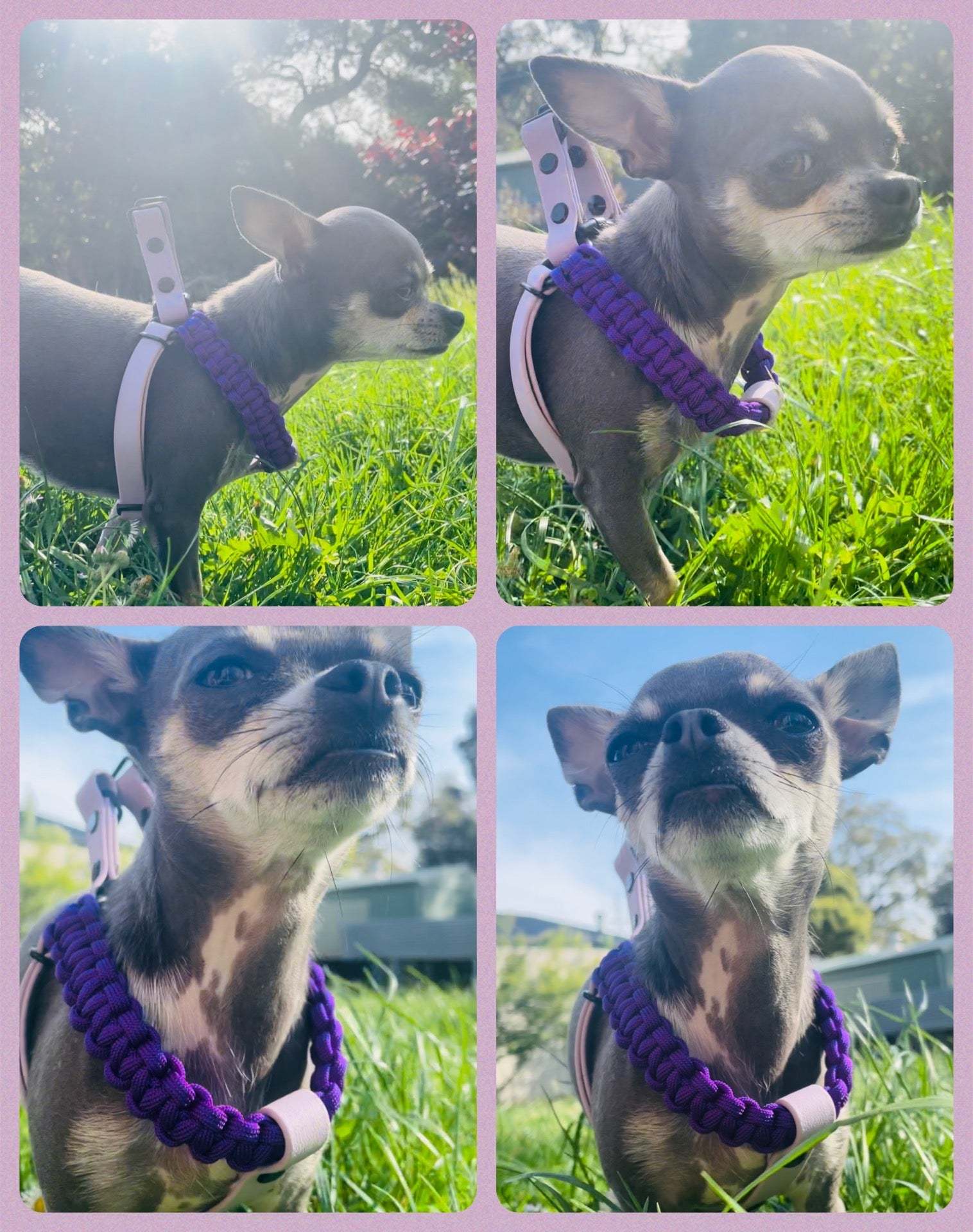 Custom Chihuahua Harness