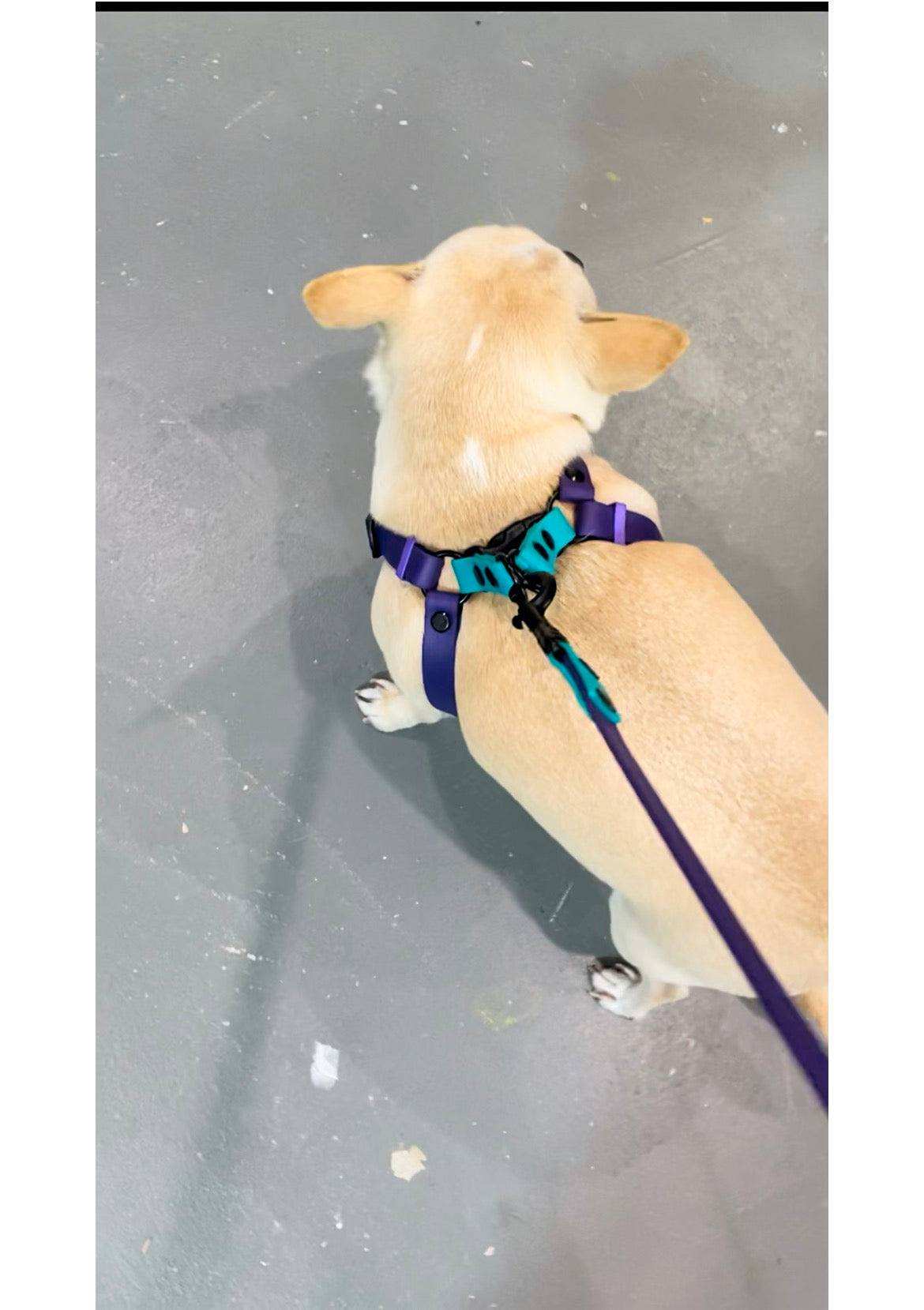 Chihuahua Adjustable step in harness Adjustable step in harness