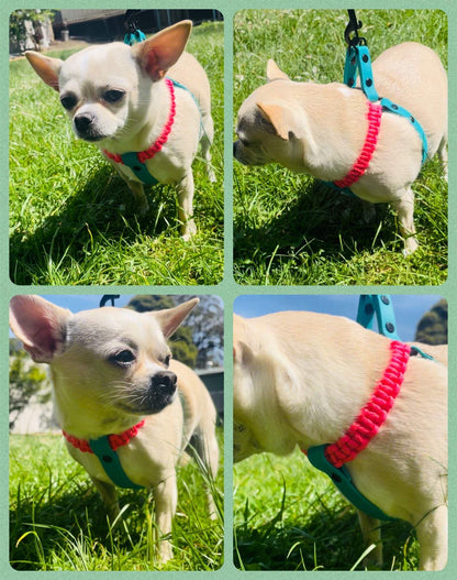 Custom Chihuahua Harness