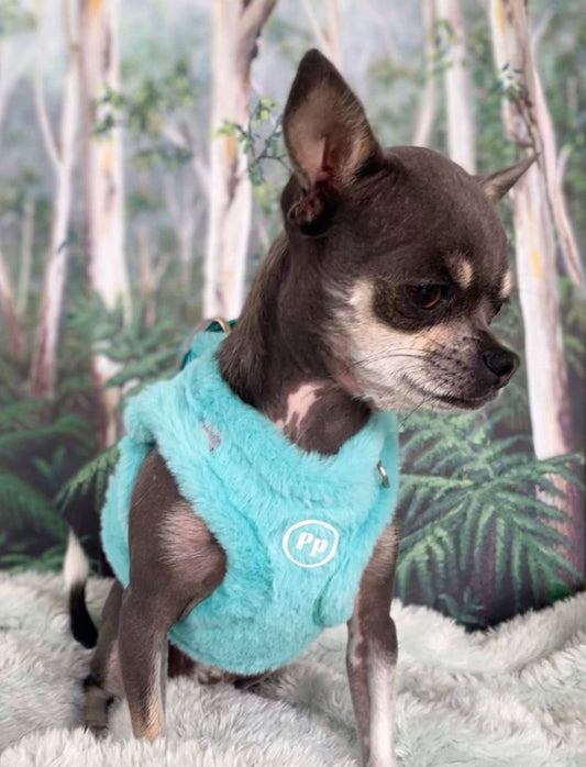 Small Chihuahua wearing blue faux rabbit fur step-in dog harness for comfort and safety