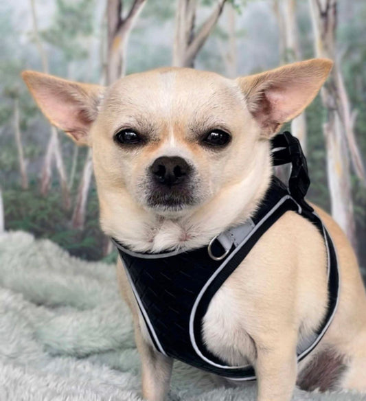 Small dog wearing black step-in dog harness with reflective trim outdoors