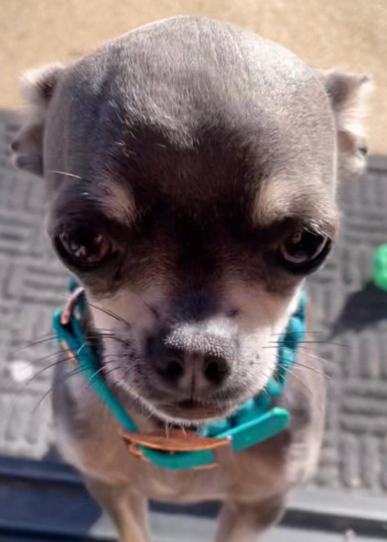 Small Dog Collar 