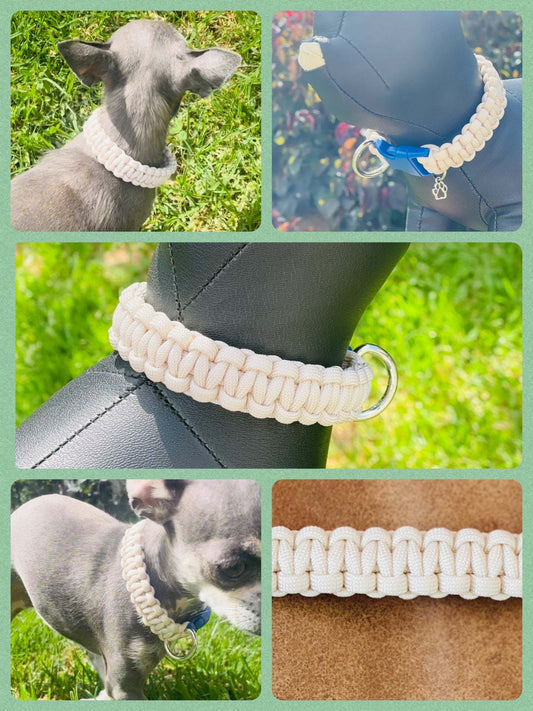 Small Dog Collar, for the stylish pocket pooch