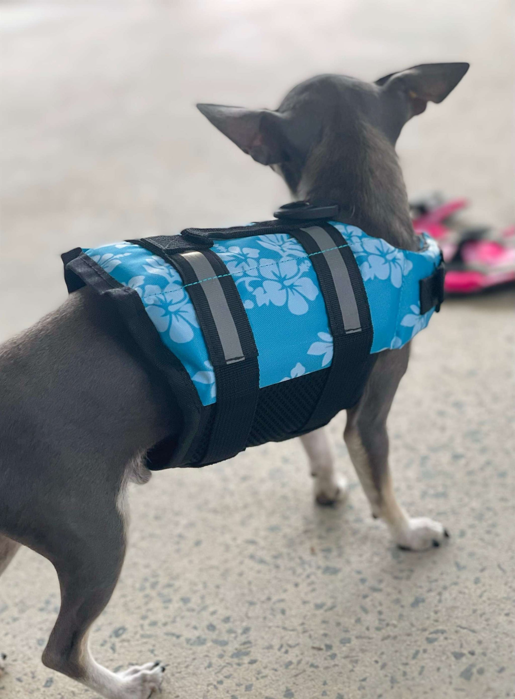 Chihuahua Life Jacket