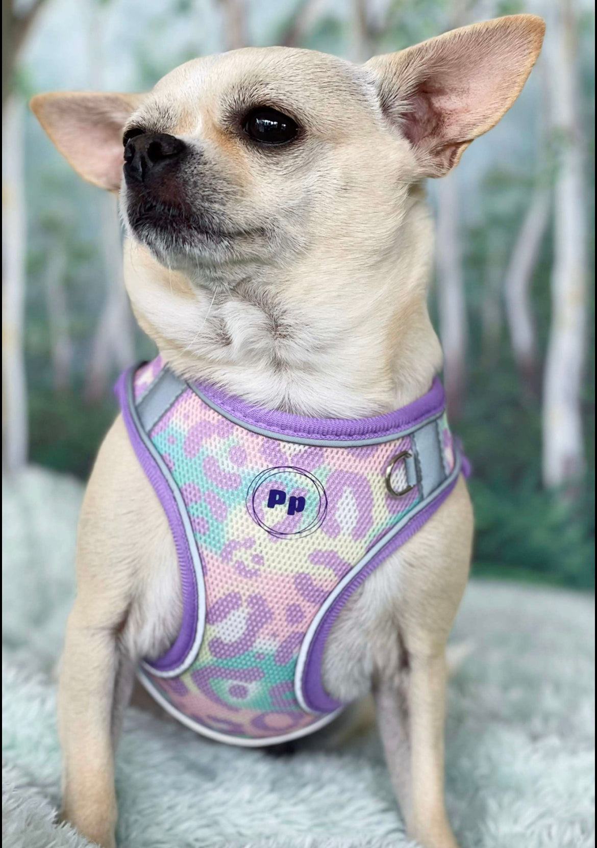 Step-In Dog Harness