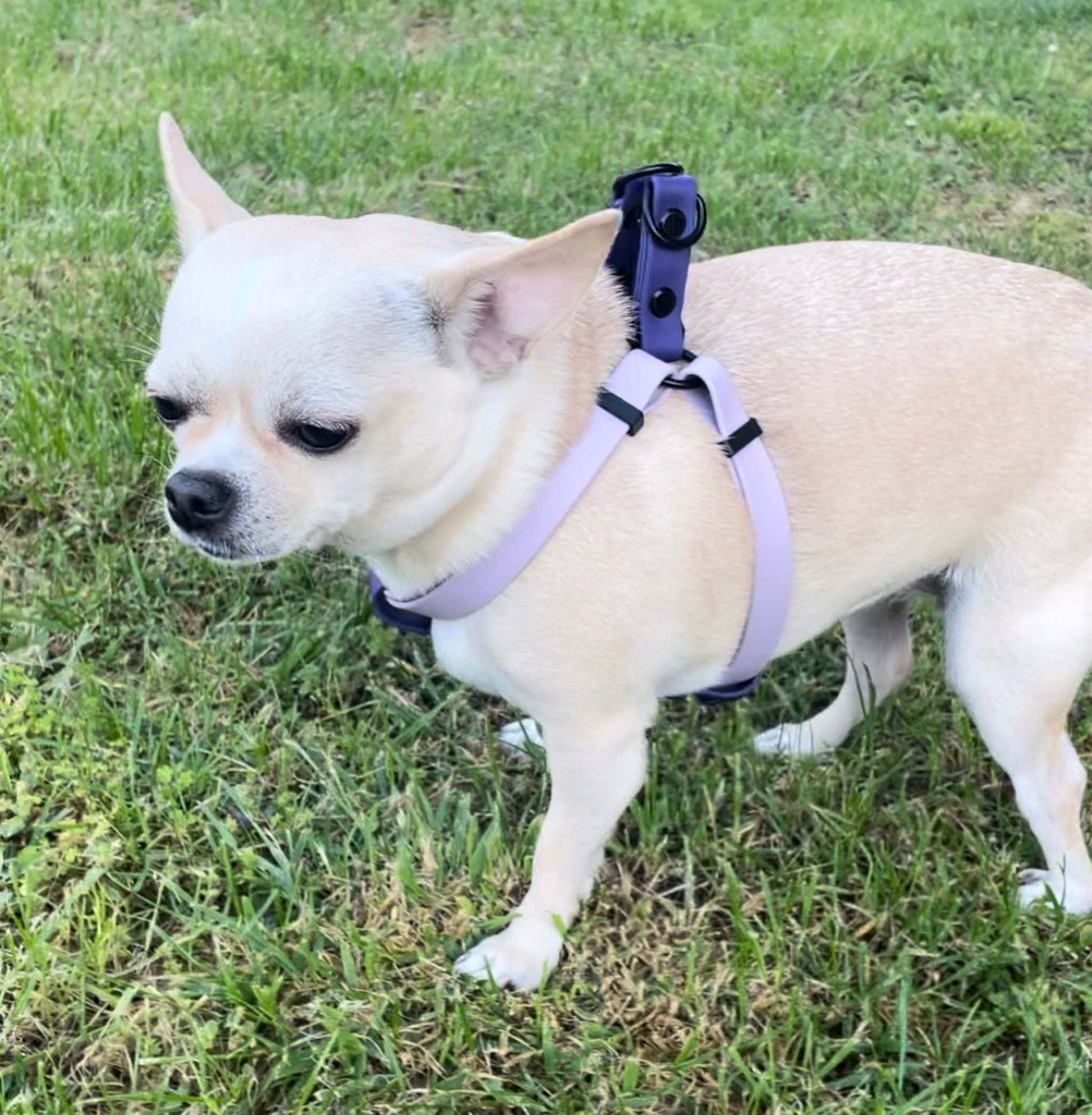 Chihuahua Adjustable step in harness Adjustable step in harness