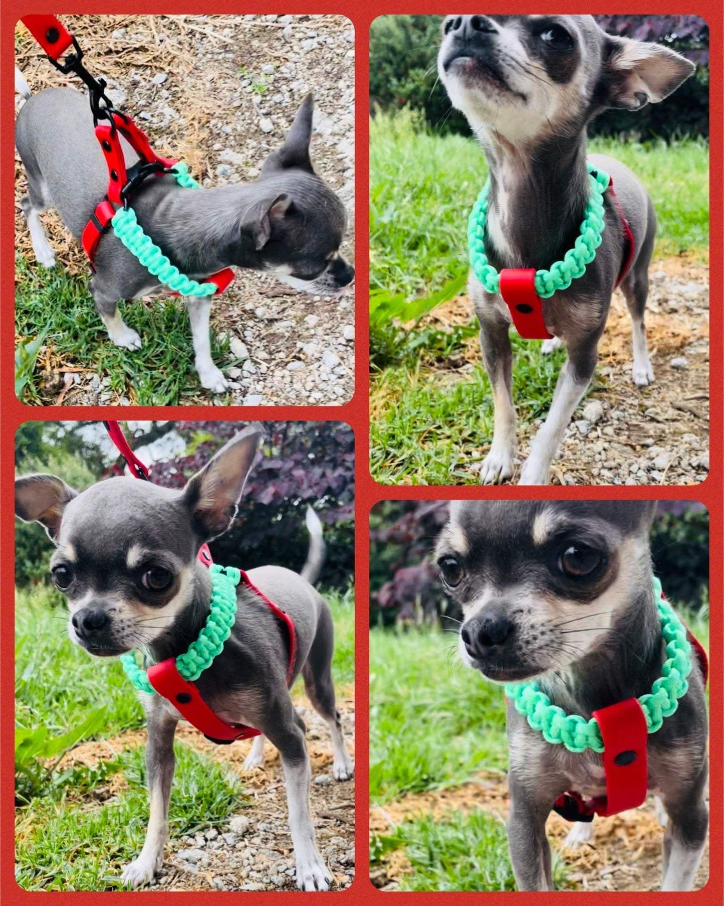 Custom Chihuahua Harness