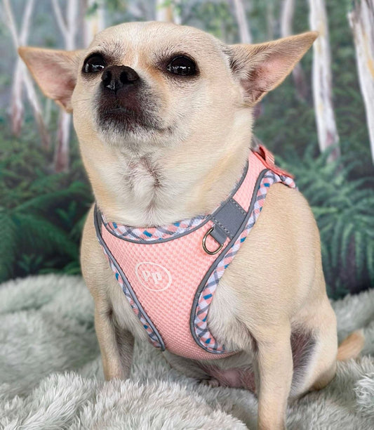 Step-In Dog Harness