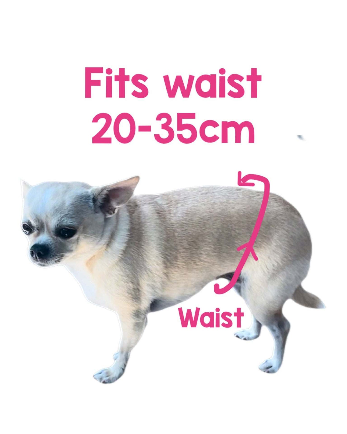 Chihuahua Diapers