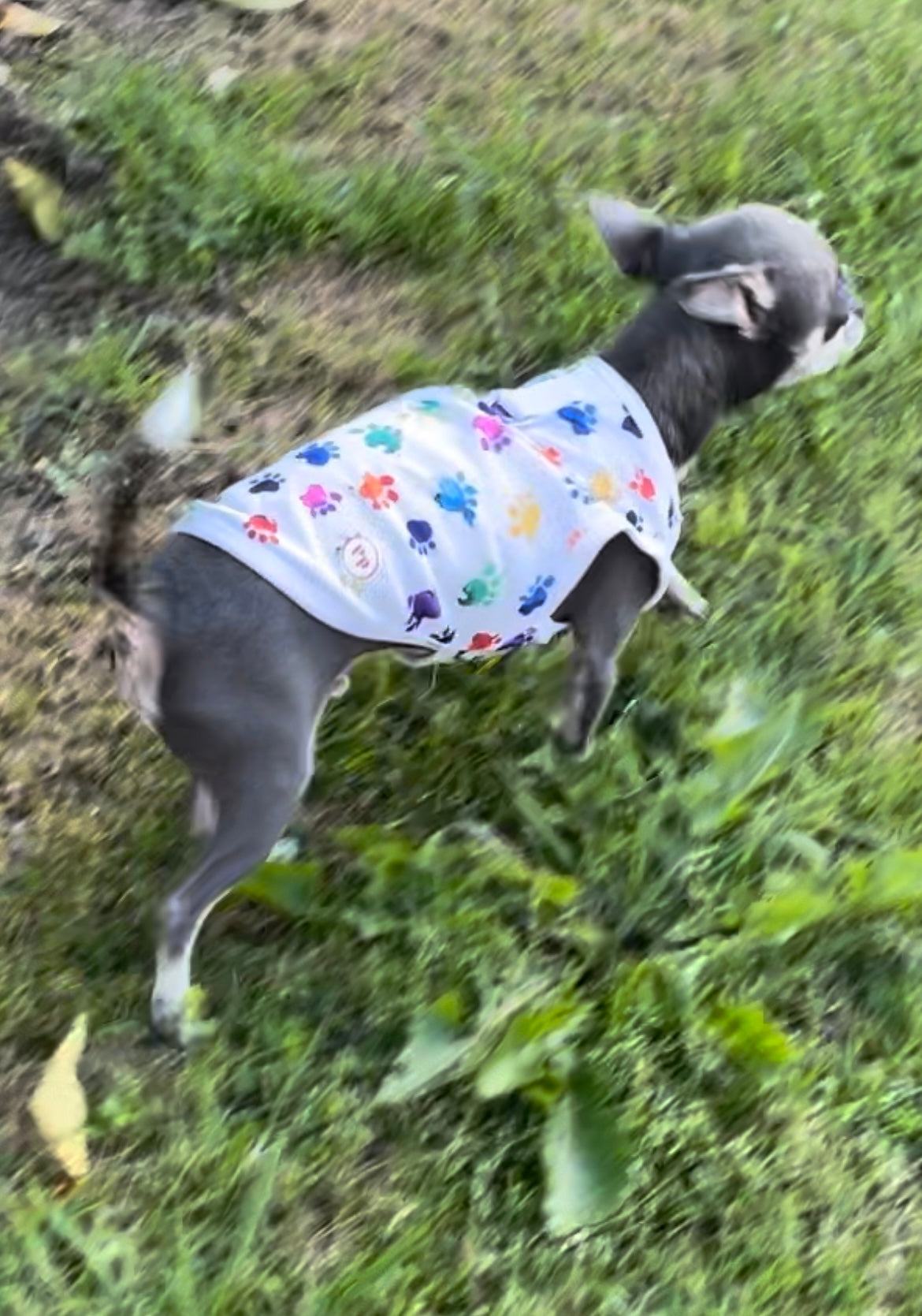 Dog Summer Shirt