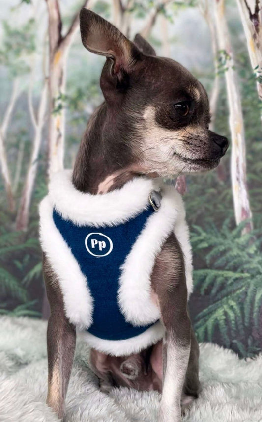 Small dog wearing blue and white step-in dog harness with fur and suede lining in outdoor setting